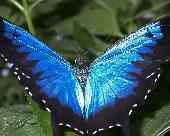 papilio_ulisses